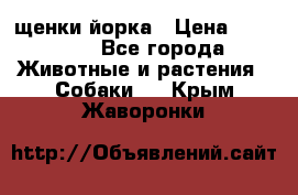 щенки йорка › Цена ­ 15 000 - Все города Животные и растения » Собаки   . Крым,Жаворонки